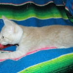 Savannah, Dilute Cinnamon/ginger spotted male DOB 12/29/16