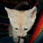 Savannah, Dilute Cinnamon/ginger spotted male DOB 12/29/16