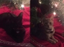 Loki Savannah F-6B Male Mel with Ghost spots DOB 4/16/15
