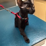 11075039_10153466874170944_9193182546676739484_n