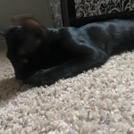 11890999_10153449288315944_4650799578013236094_n