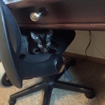 11895938_10153449288345944_3846862537234064404_n