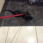 11900076_10153449288240944_7053118013670535227_n