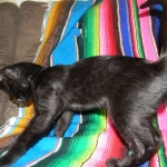 F-6B Savannah Male Black n Black DOB 4-16-15