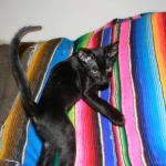 F-6B Savannah Male Black n Black DOB 4-16-15