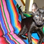 F-6B Savannah Male Black n Black DOB 4-16-15