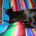 F-6B Savannah Male Black n Black DOB 4-16-15