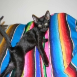 F-6B Savannah Male Black n Black DOB 4-16-15