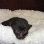 F-6B Savannah Male Black n Black DOB 4-16-15