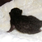 F-6B Savannah Male Black n Black DOB 4-16-15