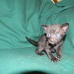 F-6B Savannah Male Black n Black DOB 4-16-15