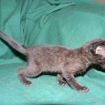 F-6B Savannah Male Black n Black DOB 4-16-15