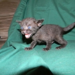 F-6B Savannah Male Black n Black DOB 4-16-15