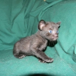 F-6B Savannah Male Black n Black DOB 4-16-15