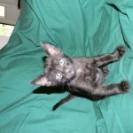 F-6B Savannah Male Black n Black DOB 4-16-15