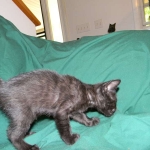 F-6B Savannah Male Black n Black DOB 4-16-15