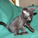 F-6B Savannah Male Black n Black DOB 4-16-15