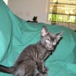 F-6B Savannah Male Black n Black DOB 4-16-15