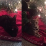 Loki and friend at Christmas 2015