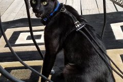 Hades Savannah F-6B Mel Male DOB 4-16-15