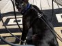 Hades Savannah F-6B Mel Male DOB 4-16-15
