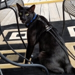 Savannah F-6B Melanistic Male DOB 4-16-15