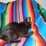 Savannah F-6B Melanistic Male DOB 4-16-15