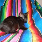 Savannah F-6B Melanistic Male DOB 4-16-15