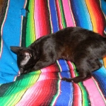 Savannah F-6B Melanistic Male DOB 4-16-15