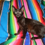 Savannah F-6B Melanistic Male DOB 4-16-15