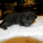 Savannah F-6B Melanistic Male DOB 4-16-15