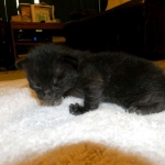 Savannah F-6B Melanistic Male DOB 4-16-15