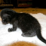 Savannah F-6B Melanistic Male DOB 4-16-15