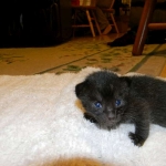 Savannah F-6B Melanistic Male DOB 4-16-15