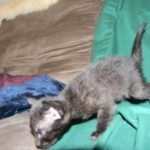 Savannah F-6B Melanistic Male DOB 4-16-15