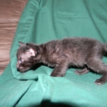 Savannah F-6B Melanistic Male DOB 4-16-15