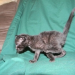 Savannah F-6B Melanistic Male DOB 4-16-15