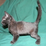 Savannah F-6B Melanistic Male DOB 4-16-15