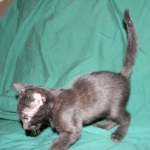 Savannah F-6B Melanistic Male DOB 4-16-15