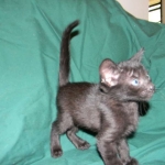 Savannah F-6B Melanistic Male DOB 4-16-15