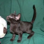 Savannah F-6B Melanistic Male DOB 4-16-15