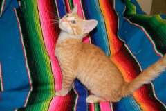 Hugo Savannah F-6B Orange Male #1 DOB 4-16-15