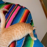 Savannah, F-6B Non Standard Orange Spotted Male