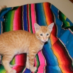 Savannah, F-6B Non Standard Orange Spotted Male