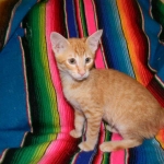 Savannah, F-6B Non Standard Orange Spotted Male