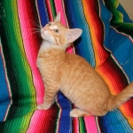 Savannah, F-6B Non Standard Orange Spotted Male