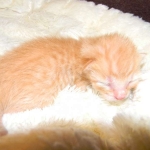 Savannah, F-6B Non Standard Orange Spotted Male