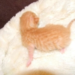 Savannah, F-6B Non Standard Orange Spotted Male