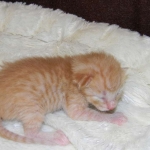 Savannah, F-6B Non Standard Orange Spotted Mal