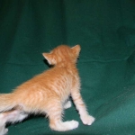 Savannah, F-6B Non Standard Orange Spotted Male